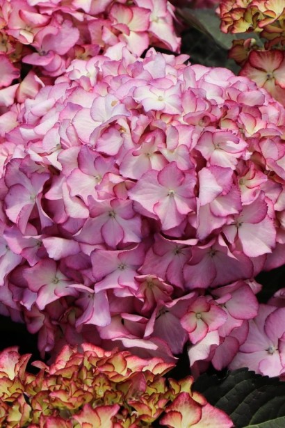 Гортензия широколистная Адула / Гортензия Адула|Hydrangea macrophylla Adula / Hydrangea Adula|Гортензія широколиста Адула / Гортензія Адула 